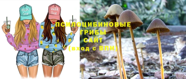 стаф Аркадак
