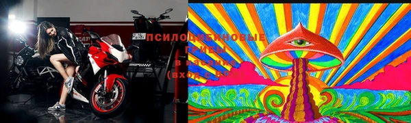 стаф Аркадак